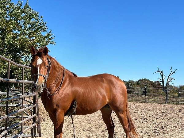 anything-stallion