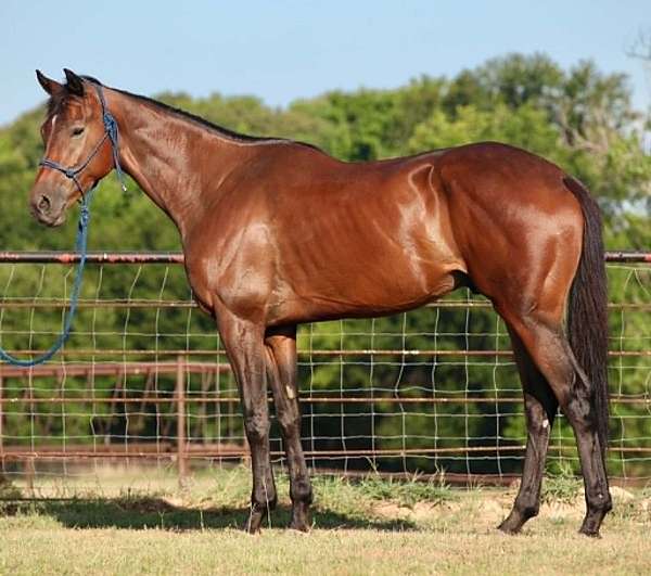 all-around-thoroughbred-horse