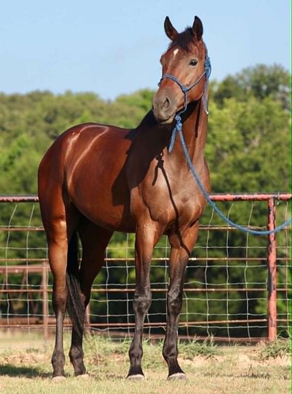 athletic-thoroughbred-horse