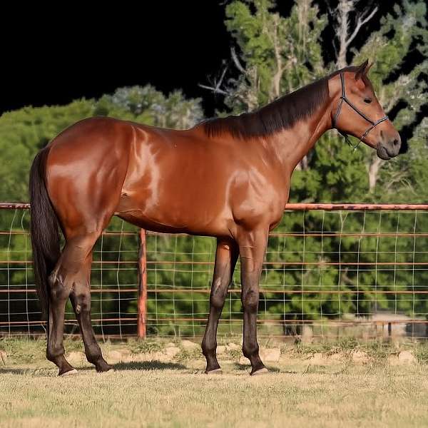 beginner-thoroughbred-horse