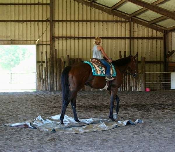 performance-thoroughbred-horse