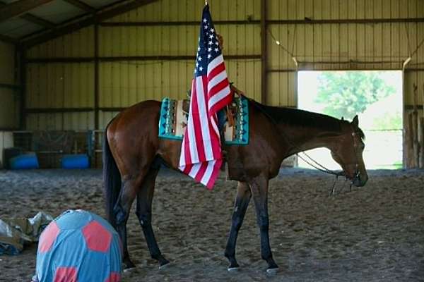 ranch-thoroughbred-horse