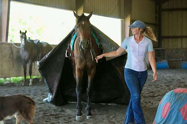 ridden-western-thoroughbred-horse