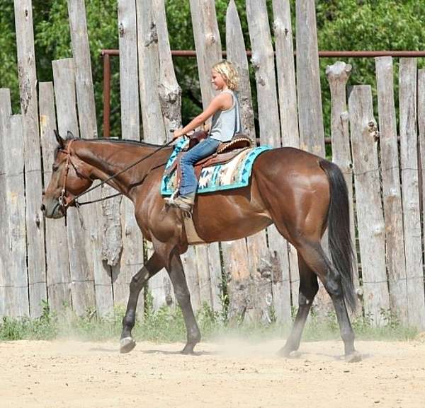 trail-thoroughbred-horse