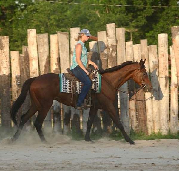 western-riding-thoroughbred-horse