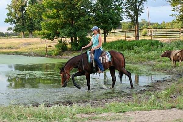 bay-all-around-horse