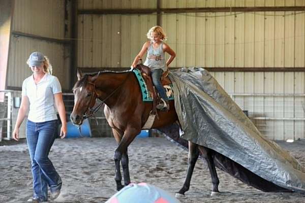 bay-thoroughbred-gelding