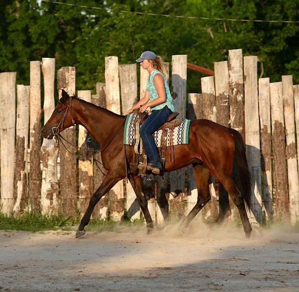 working-cattle-thoroughbred-horse