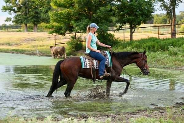 working-thoroughbred-horse
