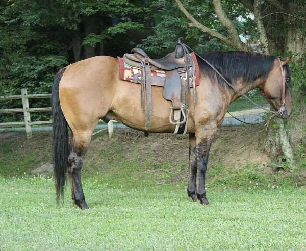 all-around-quarter-horse