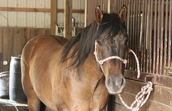 athletic-quarter-horse