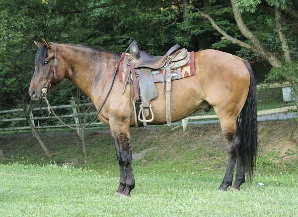 beginner-quarter-horse