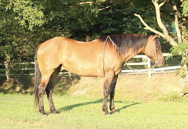 endurance-quarter-horse