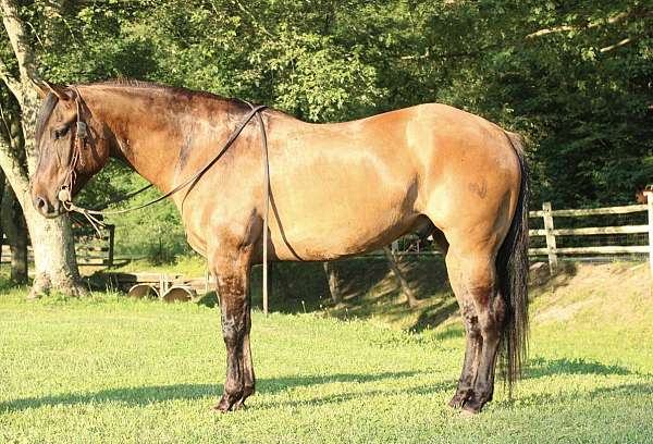 experienced-quarter-horse