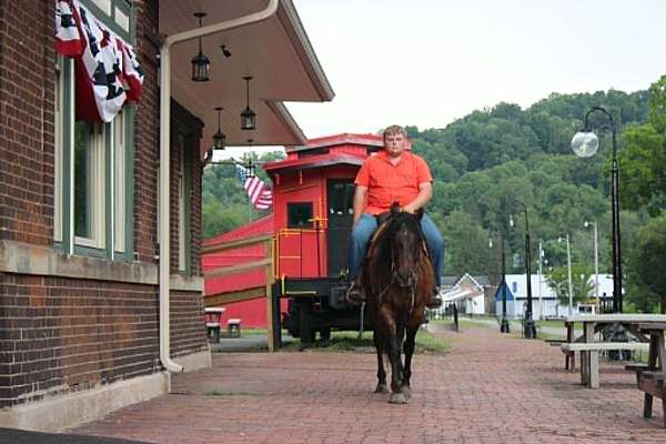 kid-safe-quarter-horse