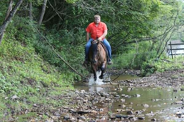 ranch-quarter-horse