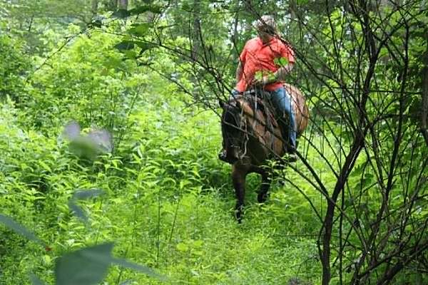 ranch-versatility-quarter-horse
