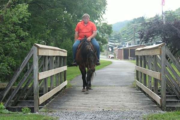 ranch-work-quarter-horse