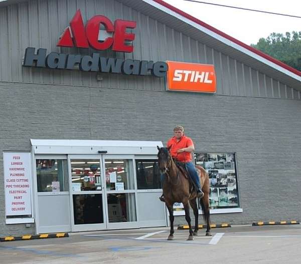ridden-western-quarter-horse