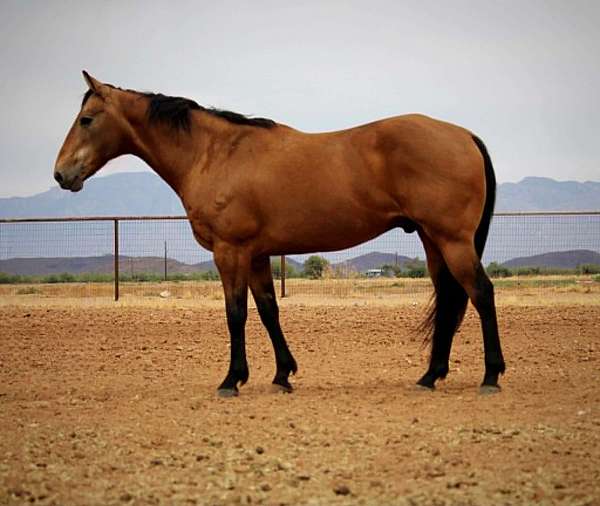 all-around-quarter-horse