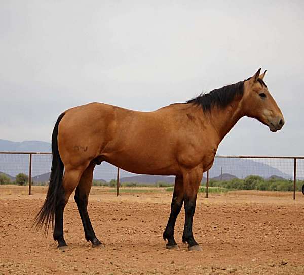 beginner-quarter-horse
