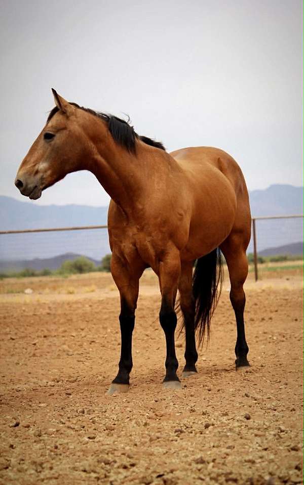 calf-roping-quarter-horse