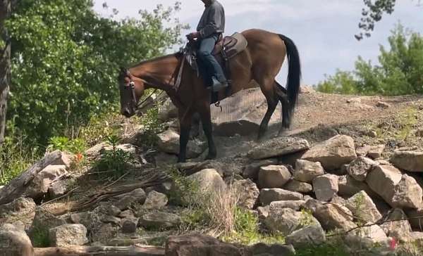 performance-quarter-horse