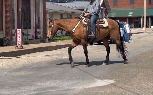 ranch-quarter-horse