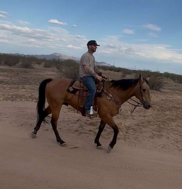 ranch-versatility-quarter-horse