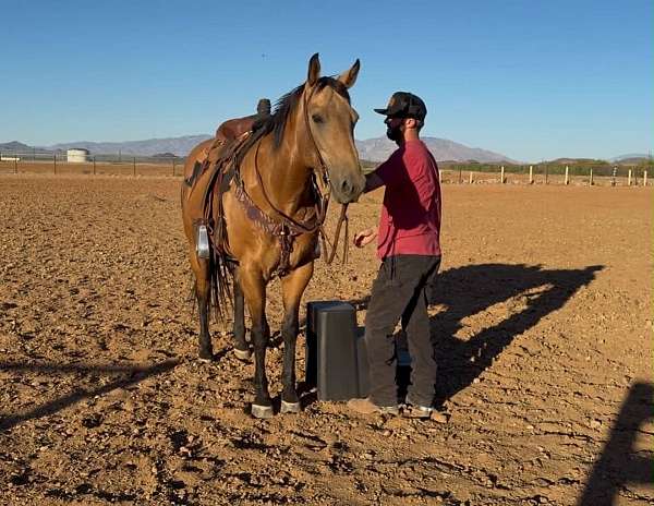 ranch-work-quarter-horse