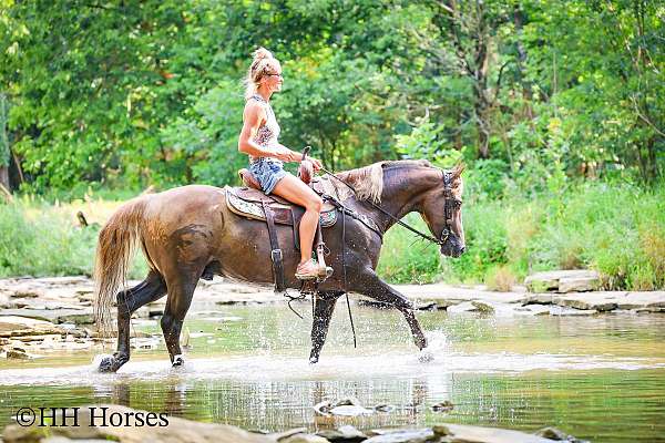 athletic-morgan-horse