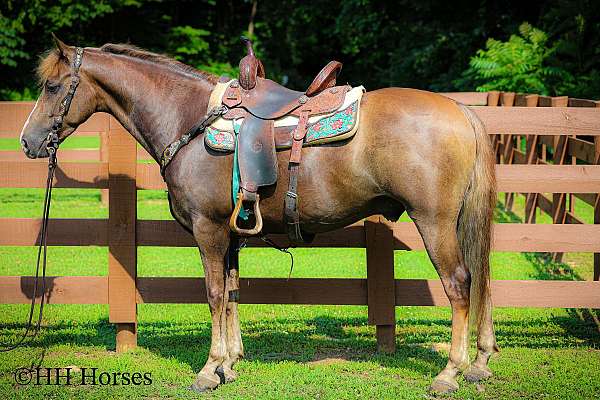 all-around-morgan-horse
