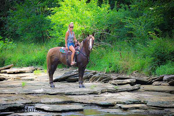 drill-team-morgan-horse
