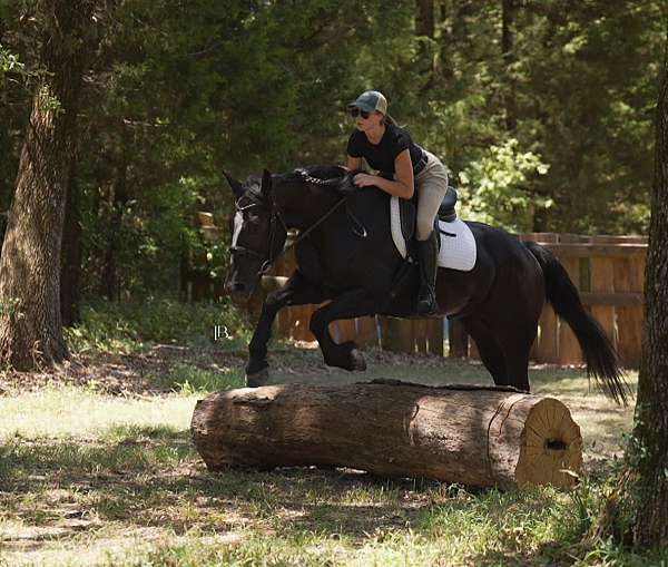 ishr-gypsy-vanner-gelding