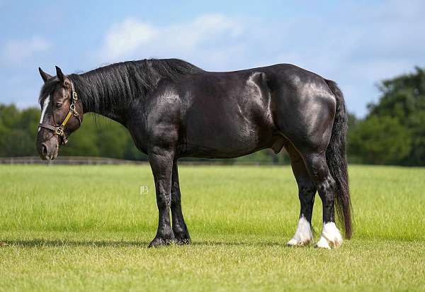 black-ishr-horse