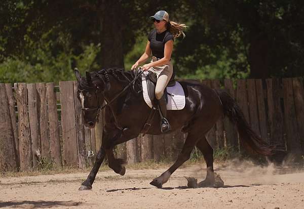ishr-gypsy-vanner-horse