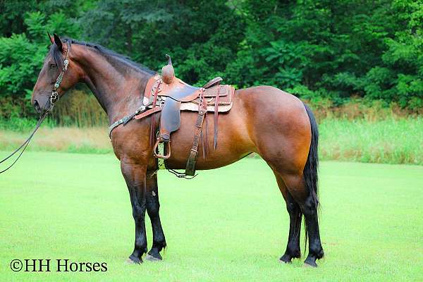 trail-cleveland-bay-horse