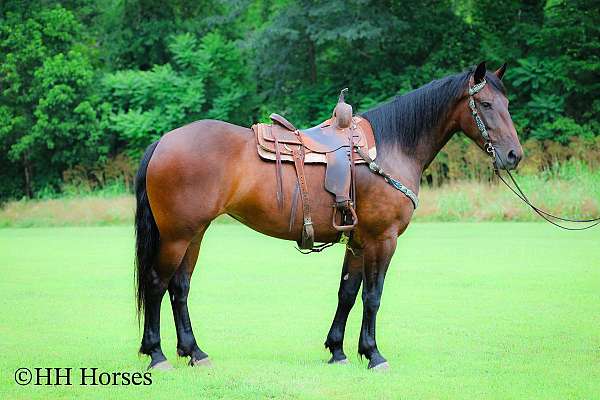 trail-riding-cleveland-bay-horse
