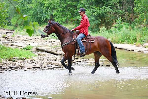 16-hand-cleveland-bay-mare