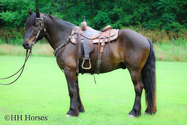 athletic-gypsy-vanner-horse