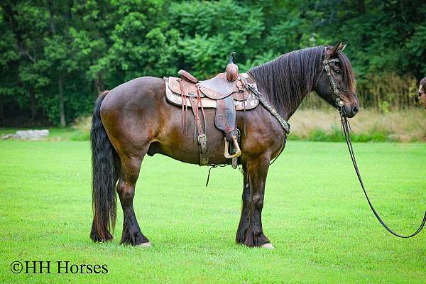 drill-team-gypsy-vanner-horse