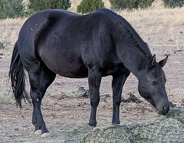 celebrity-concerto-quarter-horse