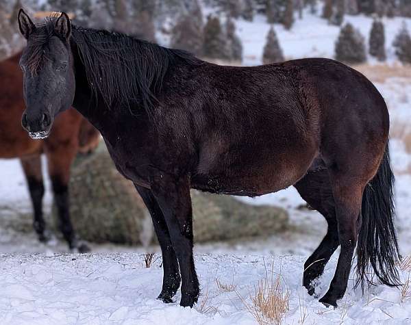 snipper-music-quarter-horse