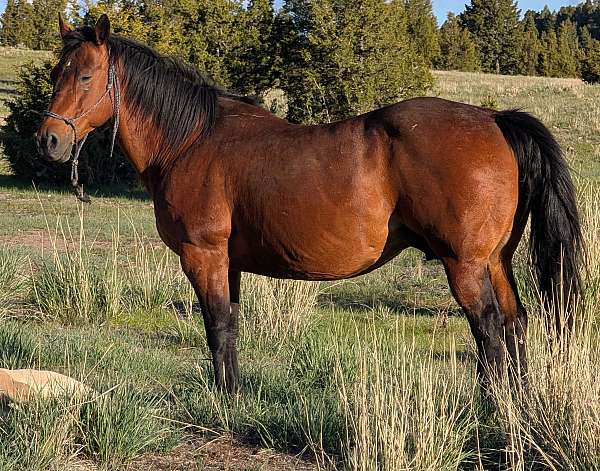 pepy-san-quarter-horse