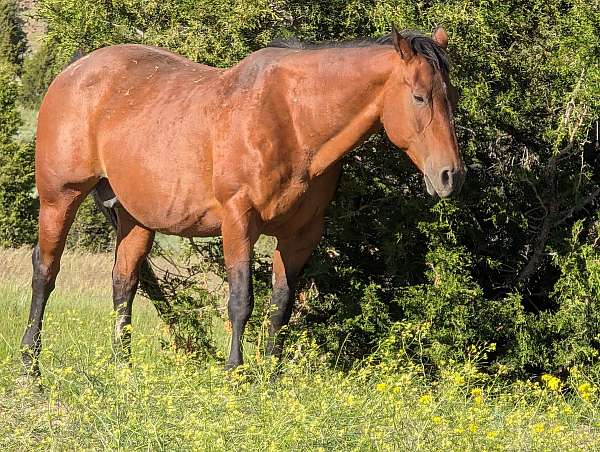 pepy-san-horse