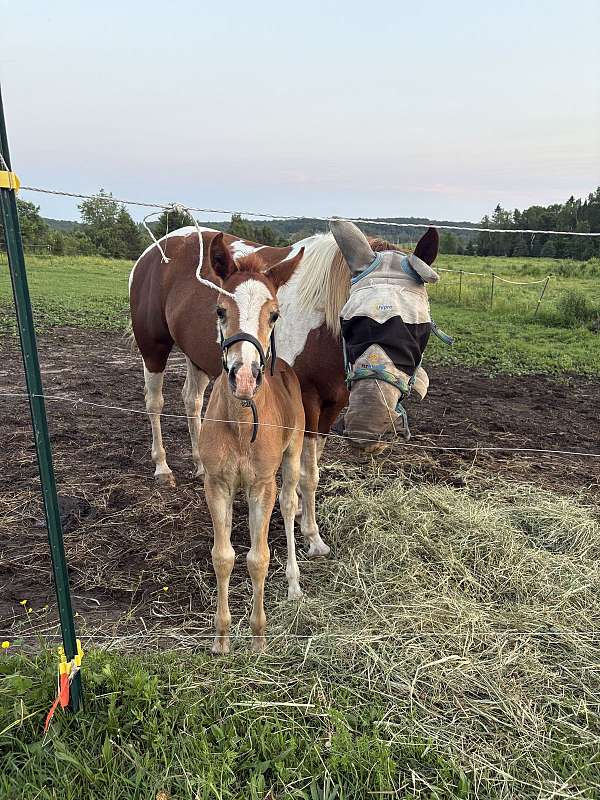 trade-filly