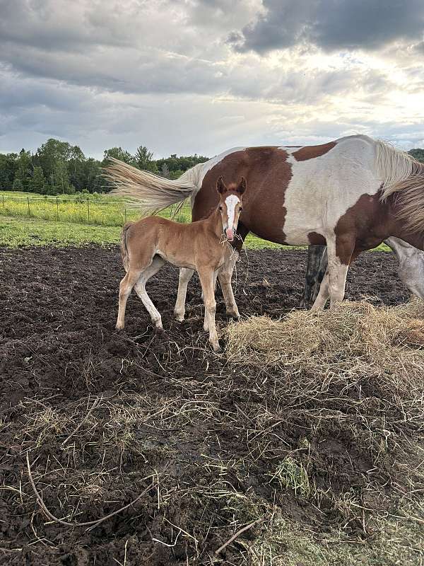 chestnut-pony-foal