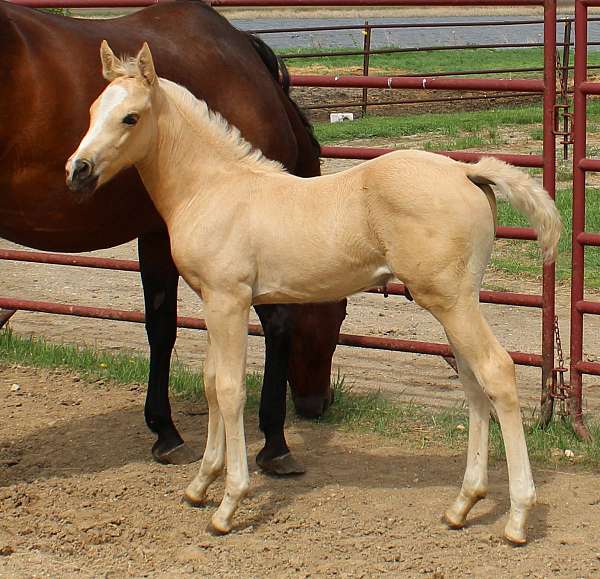 cool-morgan-horse
