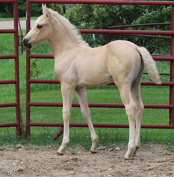 options-morgan-horse