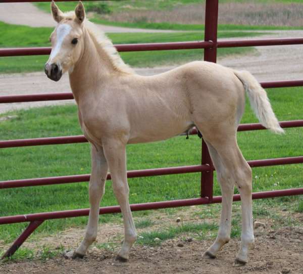 popular-morgan-horse